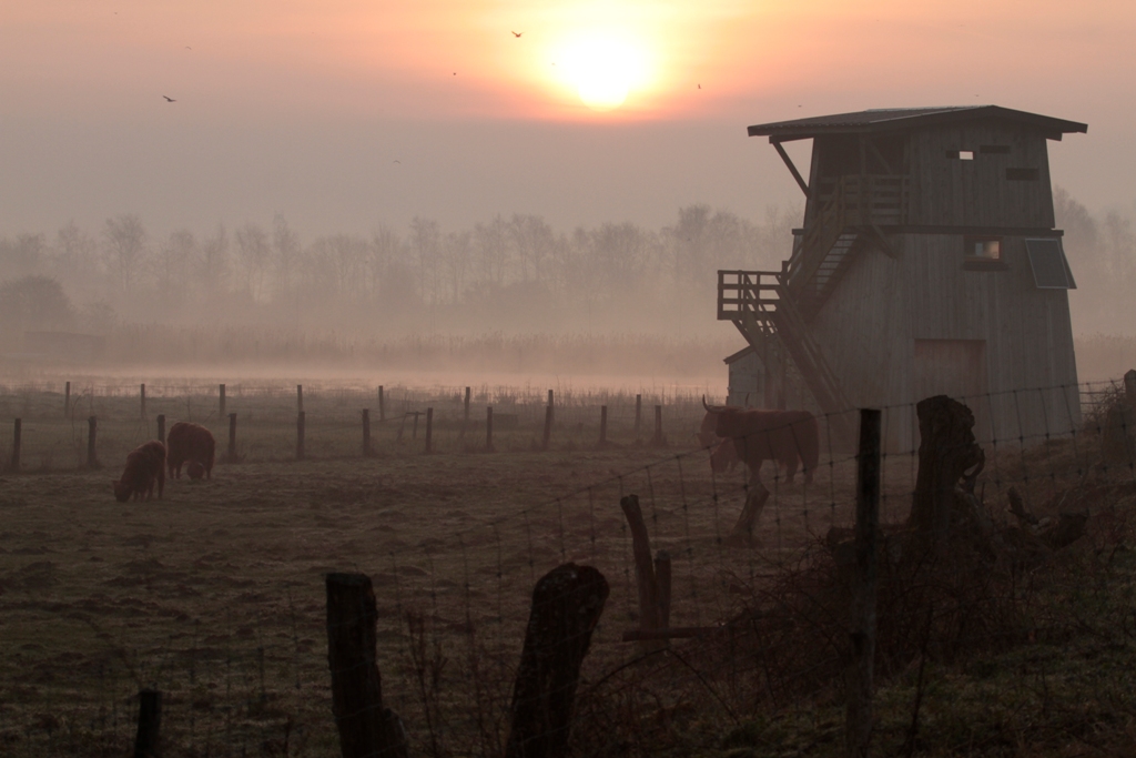 Prairie à l'aube