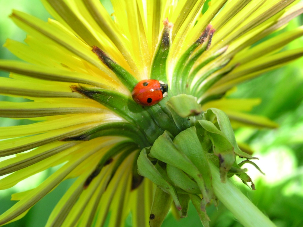 Adalia bipunctata