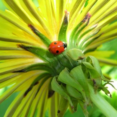 Adalia bipunctata