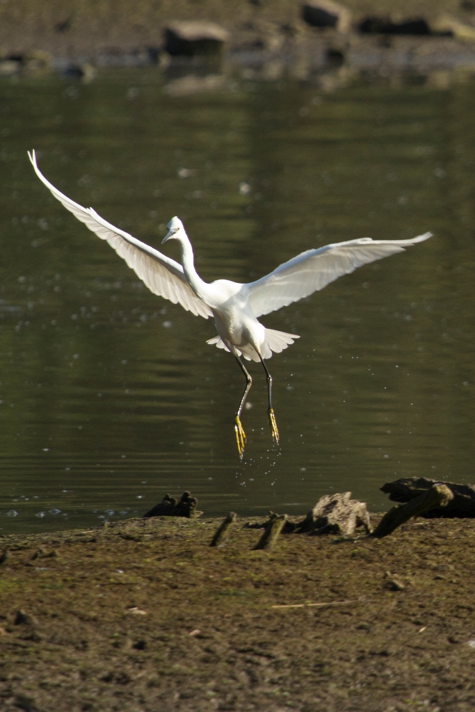 Aigrette garzette