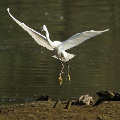 Aigrette garzette