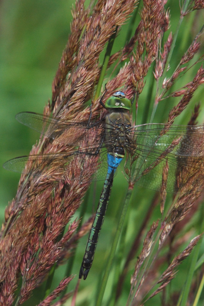 Anax parthenope - L'anax napolitain