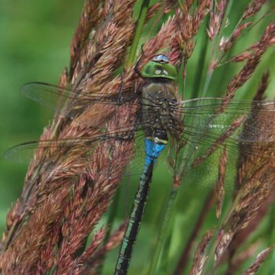 Anax parthenope - L'anax napolitain