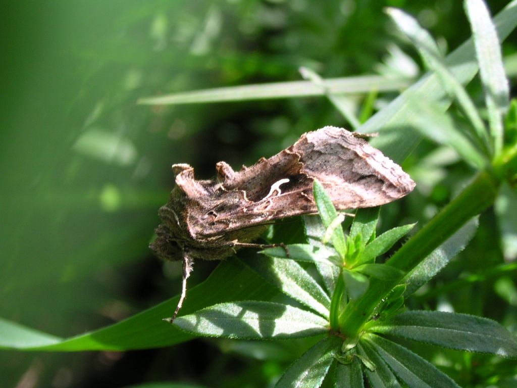 Autographa gamma, le Lambda