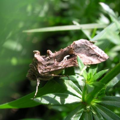 Autographa gamma, le Lambda