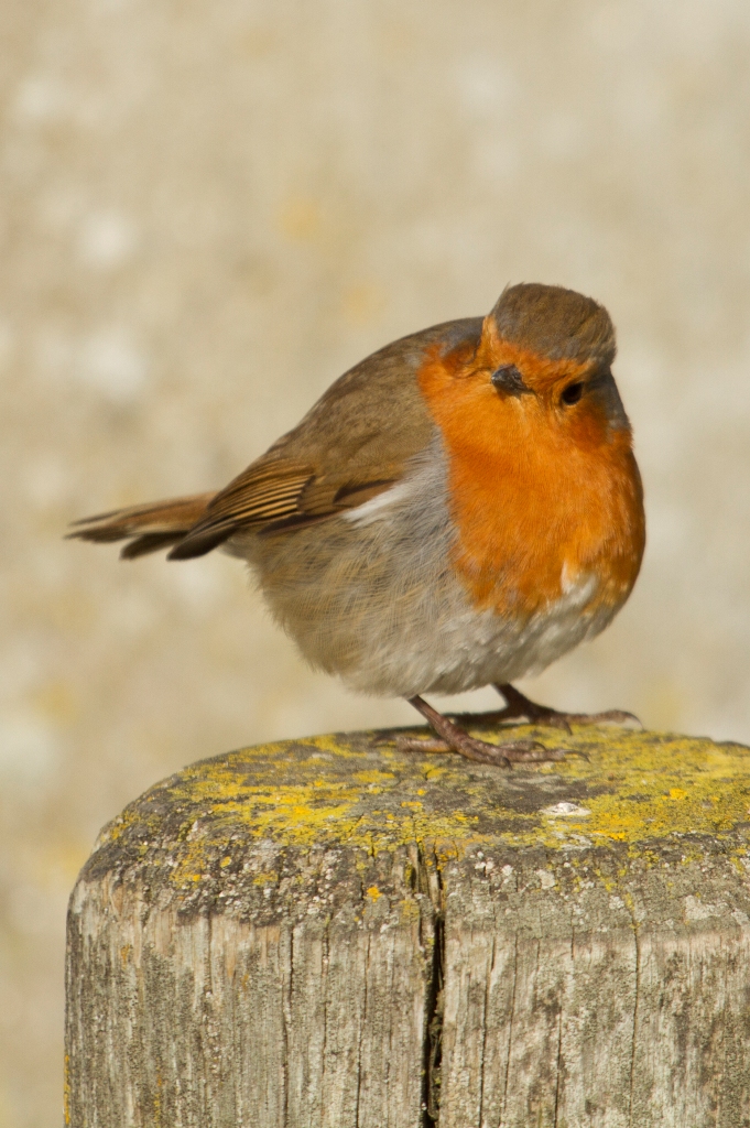 Rouge gorge familier