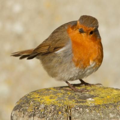 Rouge gorge familier