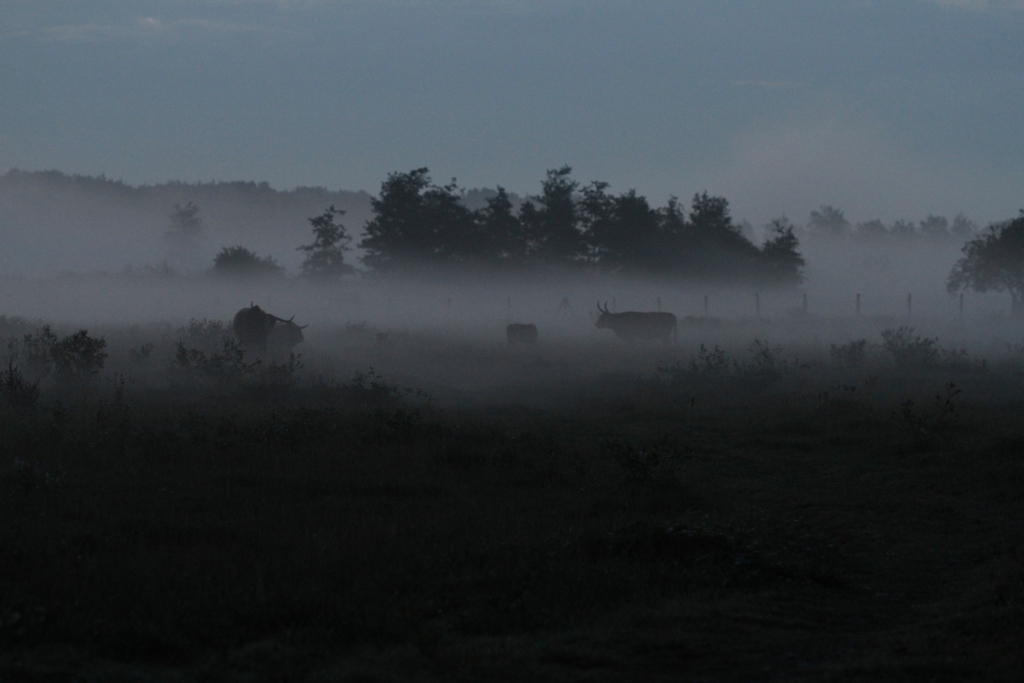 Petit matin sur les prairies, on distingue la silhouette des Highlands