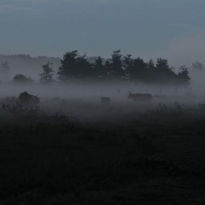 Petit matin sur les prairies, on distingue la silhouette des Highlands