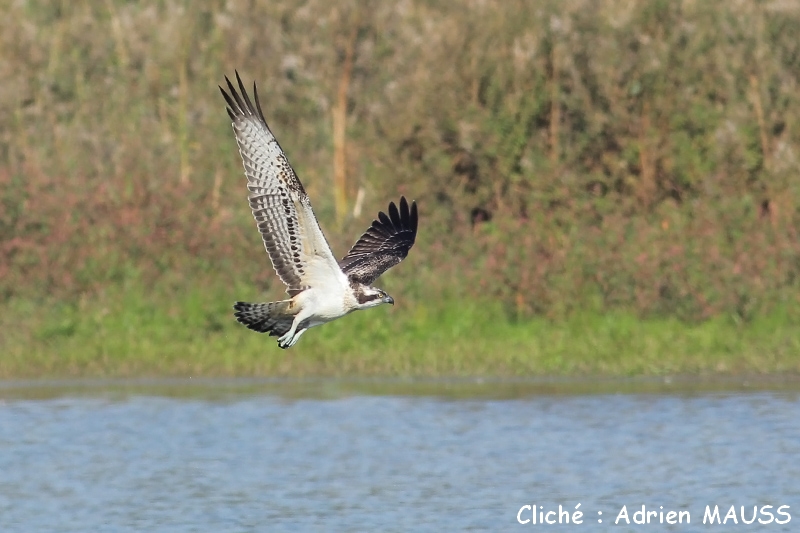 Balbuzard pêcheur