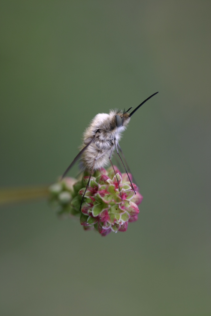 Bombylius major