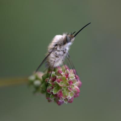 Bombylius major