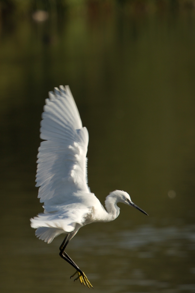 Aigrette garzette en déplacement