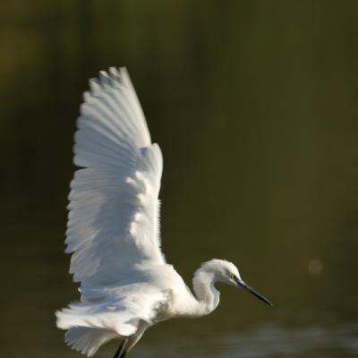 Aigrette garzette en déplacement