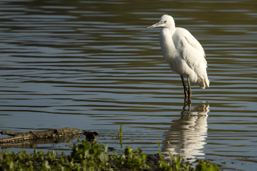 Aigrette garzette en observation