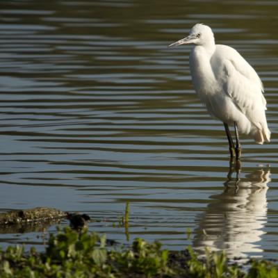 Aigrette garzette en observation