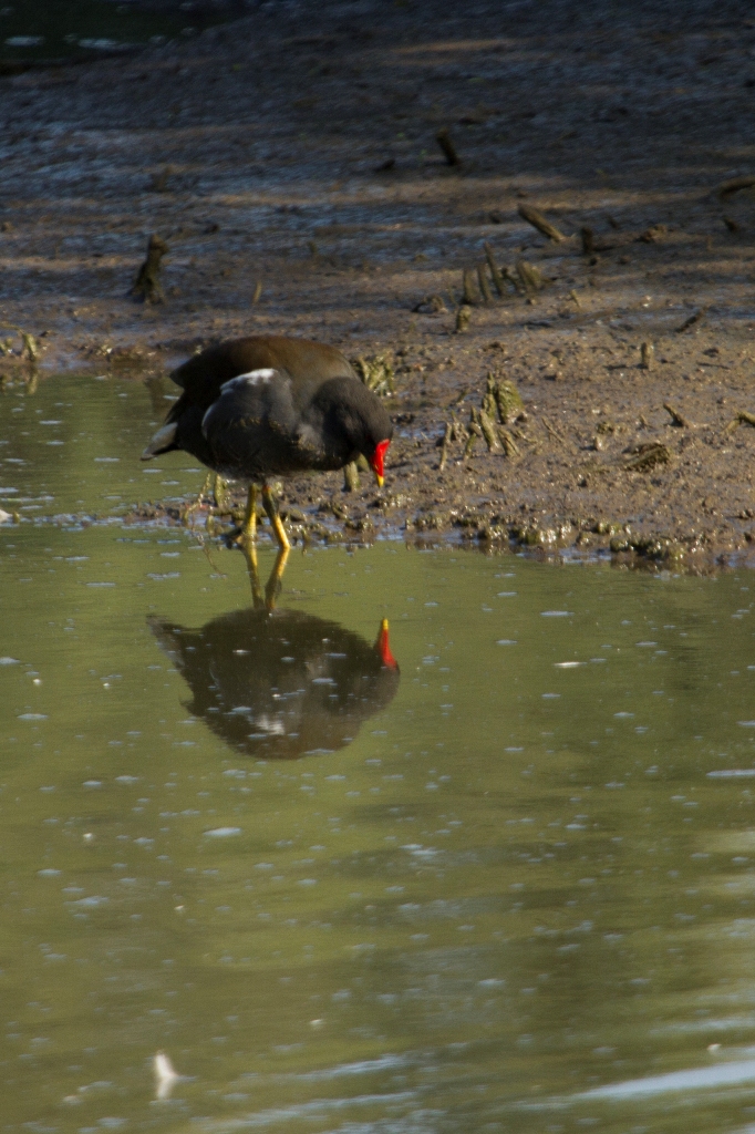 Gallinule poule d'eau qui observe son reflet, sans doute sans le savoir