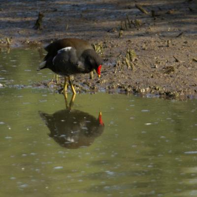 Gallinule poule d'eau qui observe son reflet, sans doute sans le savoir