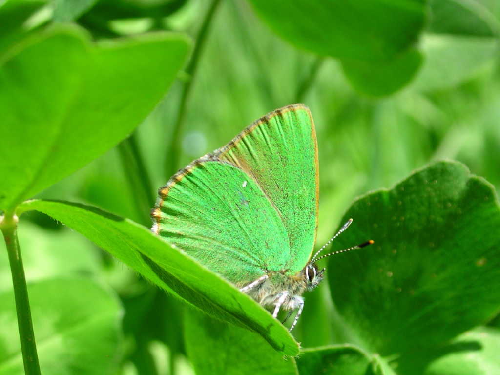 Callophrys rubi, la thécla de la ronce