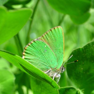 Callophrys rubi, la thécla de la ronce