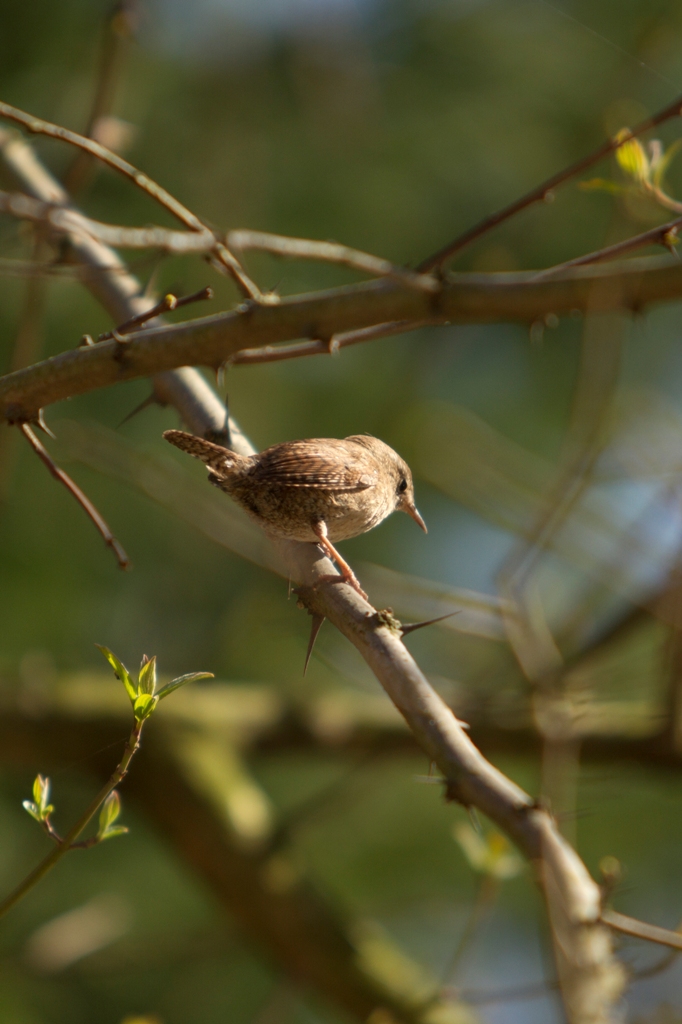 Troglodyte mignon