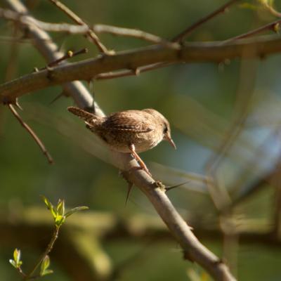 Troglodyte mignon