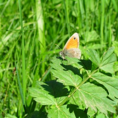 Coenonympha pamphilus, le Procris