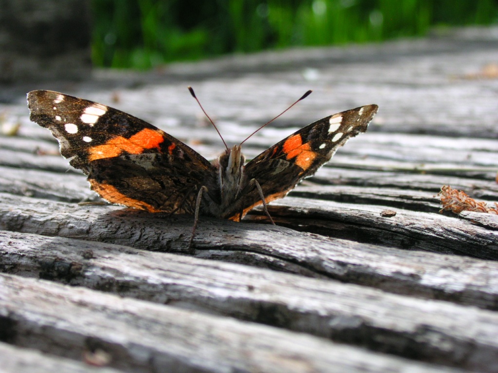 Cynthia cardui