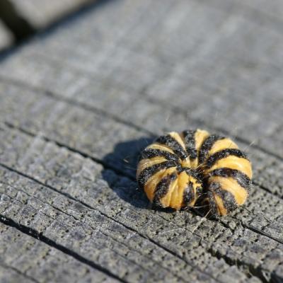 Ecaille du seneçon ou goutte de sang