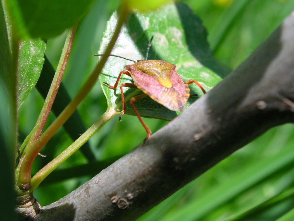 Elasmucha grisea