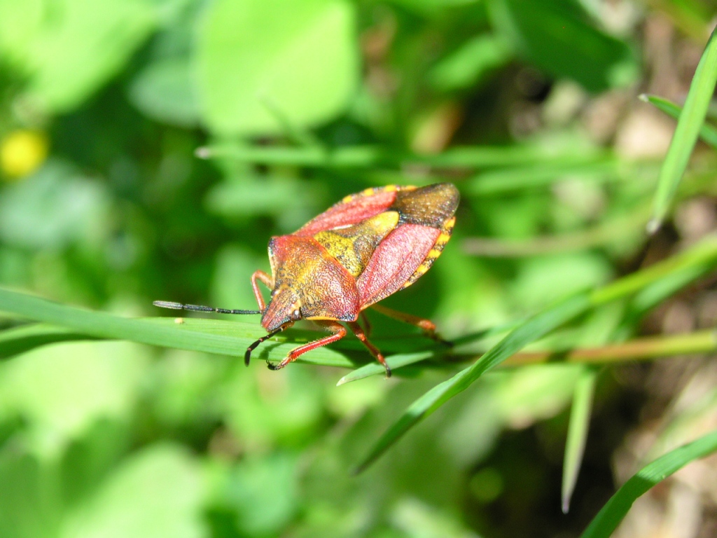 Elasmucha grisea