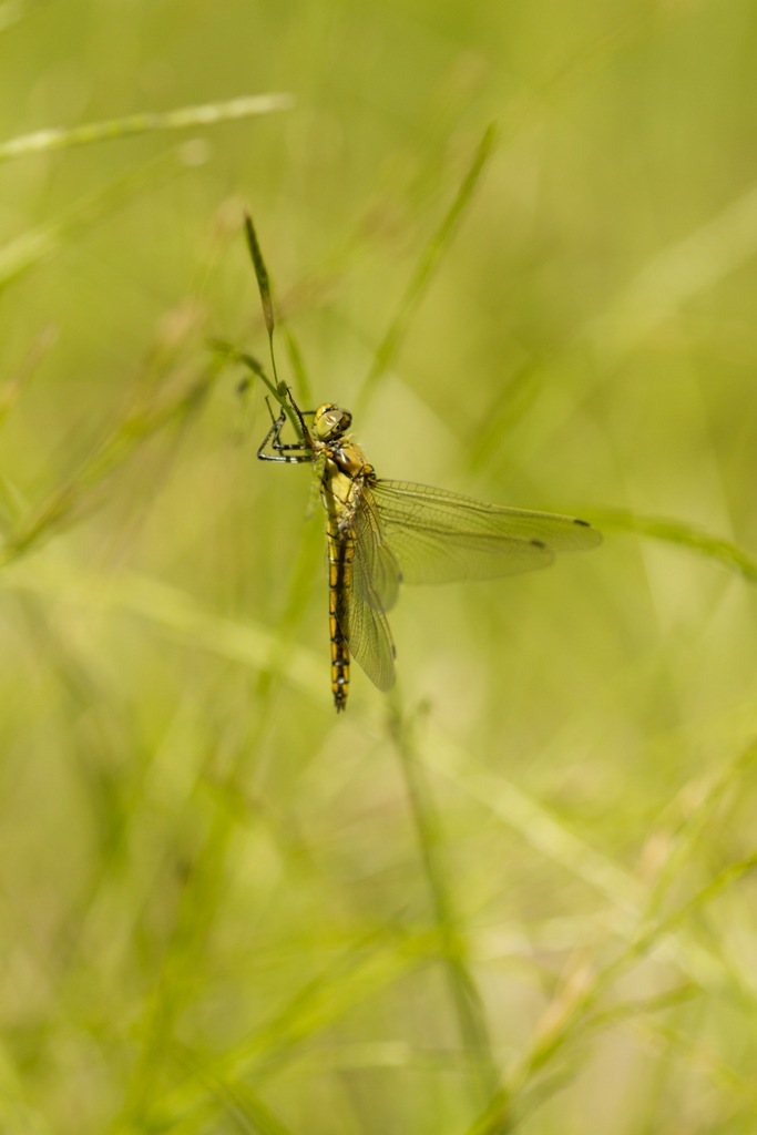 Femelle d'Orthetrum réticulé