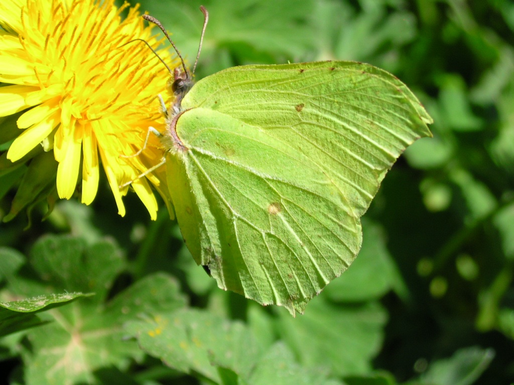 Gonepteryx rhammi femelle