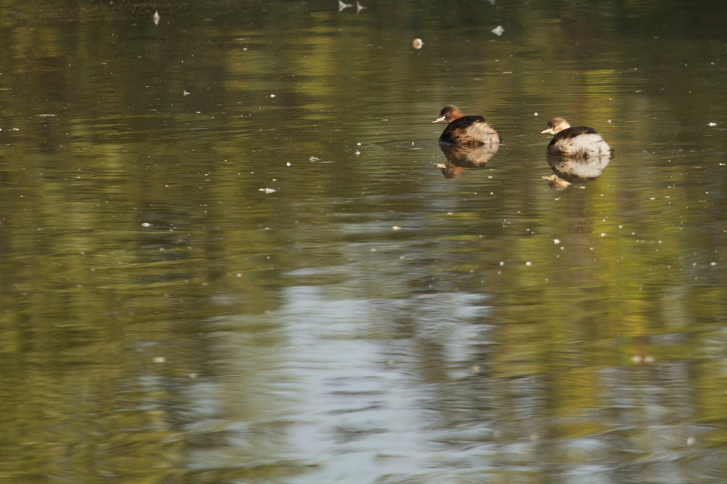 Grèbes castagnaux