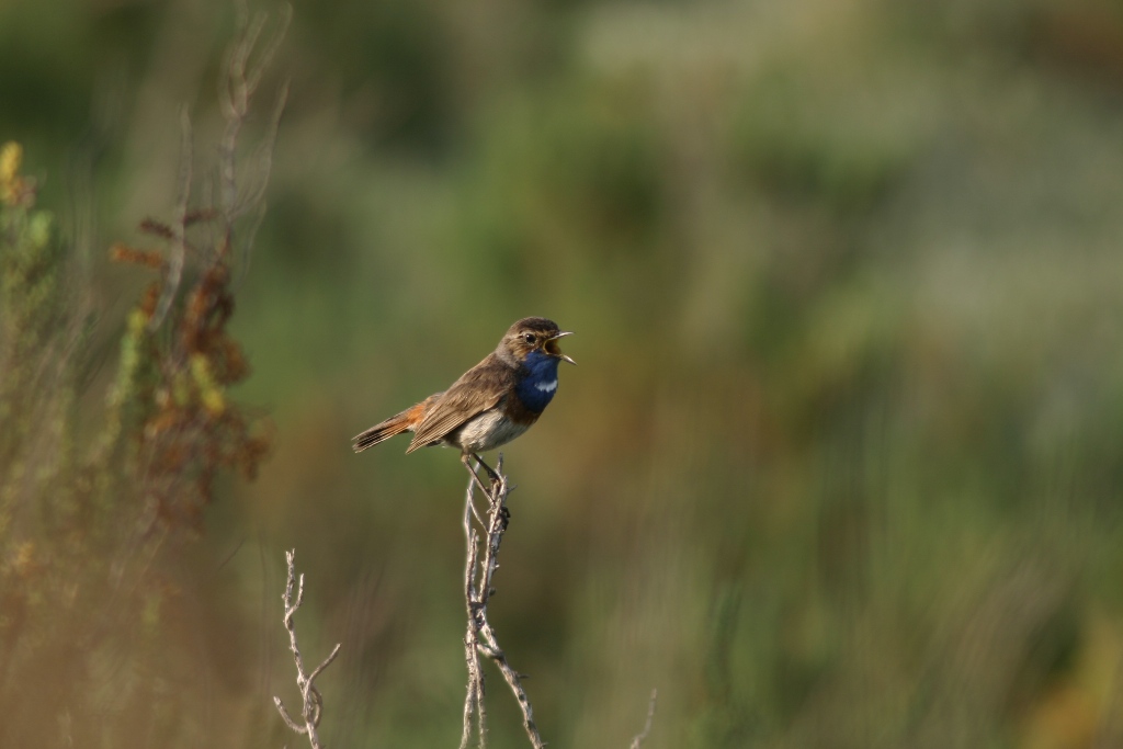 Gorge bleue