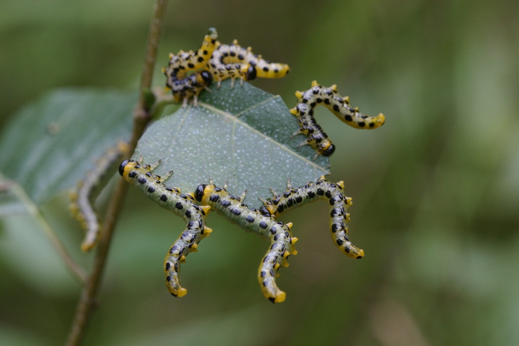 Hymenoptera tenthredinoidea