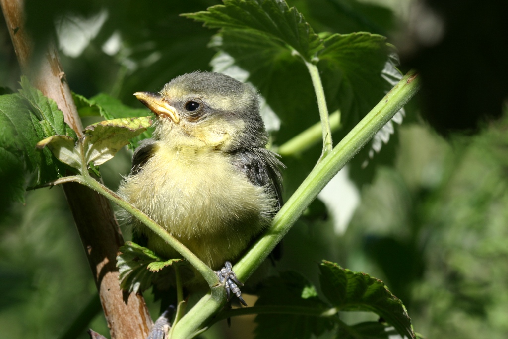 Mésange juvénile