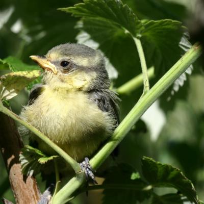 Mésange juvénile