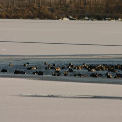 Bassin sud gelé