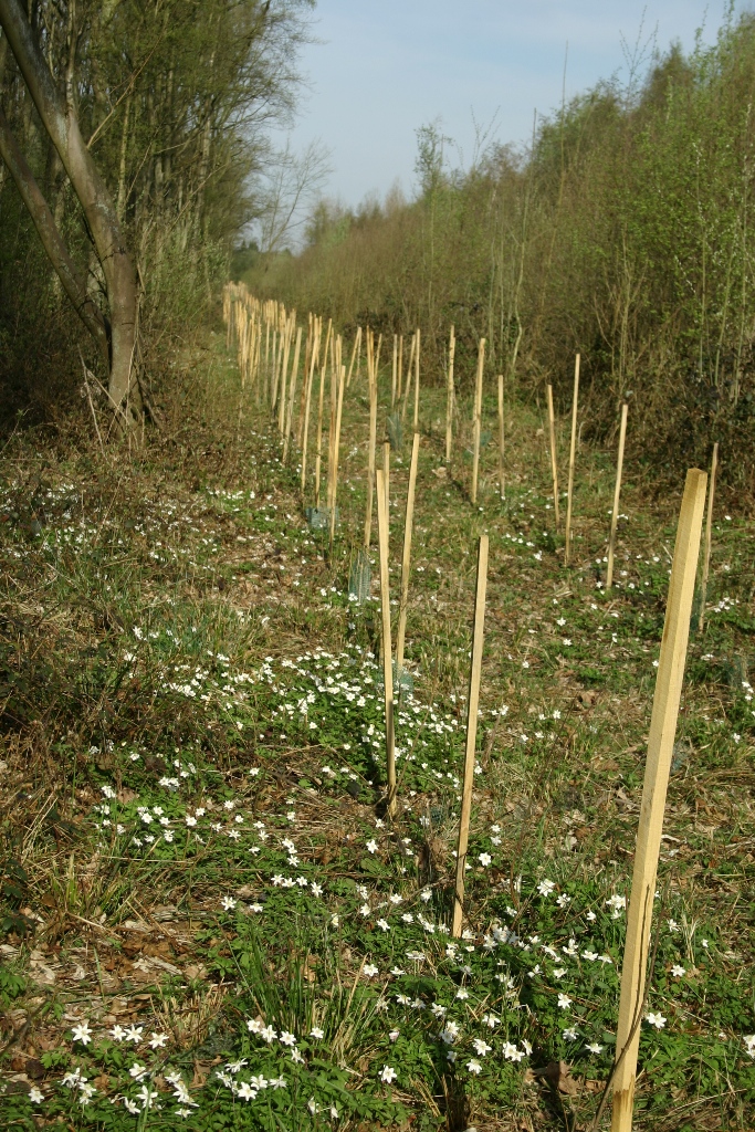 Anémone sylvestre dans plantation en lisière forestière