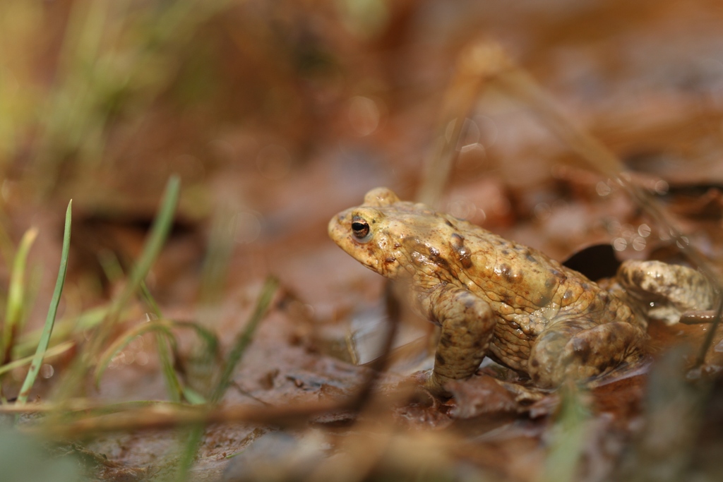 Crapaud commun en maraude