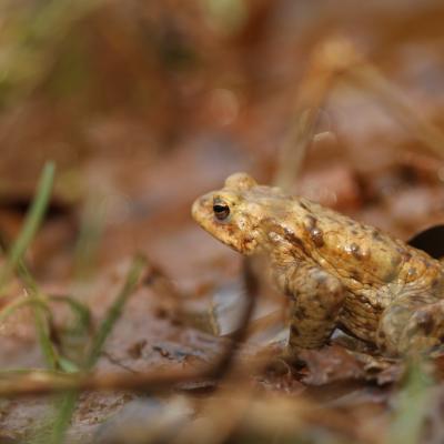 Crapaud commun en maraude