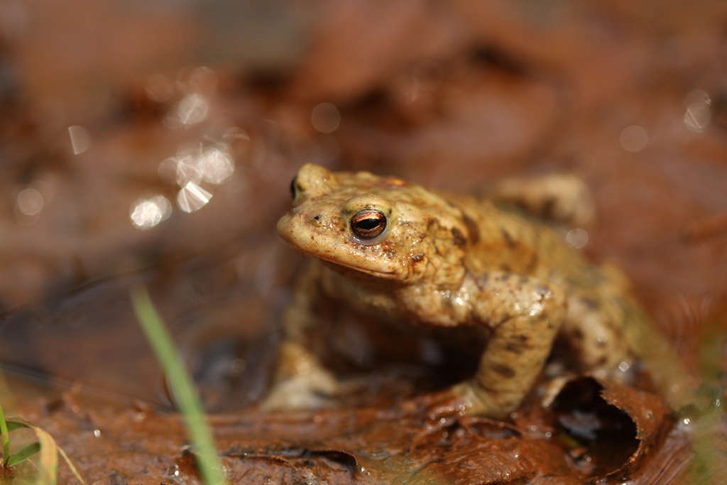 Pupille de crapaud commun