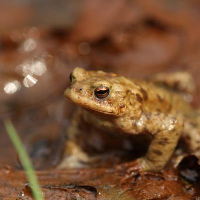 Pupille de crapaud commun