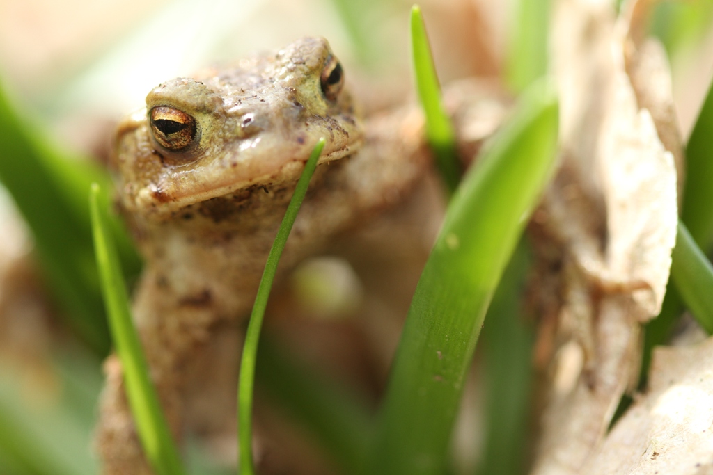 Crapaud commun