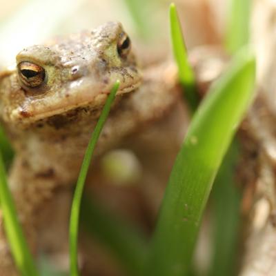 Amphibiens