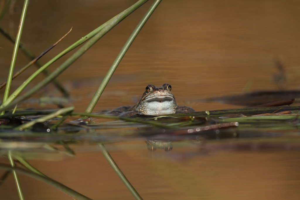 Grenouille rousse en vigie