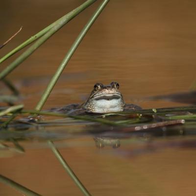 Grenouille rousse en vigie