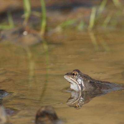 Profil de grenouille rousse