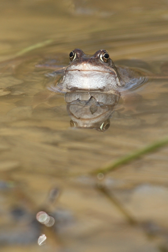 Reflets grenouille rousse